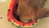 三只狗子比赛吃西瓜,中间那只狗你是来搞笑的吧