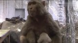 猴子喂养小奶狗，太有爱心了