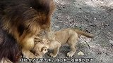 狮子闻到家伙身上的味道都想吐，这家伙多久没洗澡了