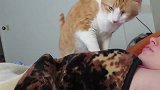 铲屎官睡懒觉，橘猫怒了：还不起，朕早就饿了！