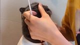 蓝猫每天早上起来要刷牙洗脸，蓝猫：哇塞，我是不是又变帅了