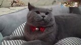 让猫咪绝望的猫爪杯，了解一下