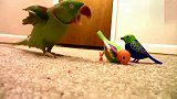 牡丹鹦鹉看到两只会唱歌的假鹦鹉，瞬间怒了