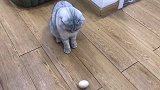 主人拿出一个鸡蛋，猫咪激动得跳起来：这是我失去的“蛋蛋”吗？