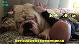 宝宝正在练习爬行，狗狗偷偷跟在宝宝身后，网友称神同步