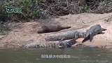 饲养员伪装成恐龙，想要恶搞鳄鱼，在鳄鱼面前不停挑衅