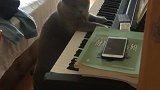 猫：妈妈我要学钢琴，快送我去学校！