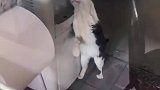 一直会用饮水机的猫，好担心它开到热水