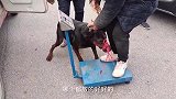 农村狗市再凶的狗见到夺命铁夹子，也会屁滚尿流，嗷嗷大叫