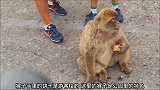 猴子很受欢迎，路过的都停下来和猴子一起拍照