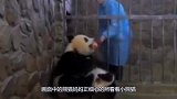 熊猫宝宝得到一根极品笋，一只舍不得吃，直到它妈妈来了！