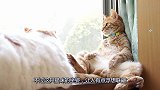 猫咪在家横行霸道，不准别的猫跟它抢位置，妥妥的女汉子行为！