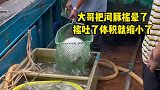 大哥把河豚摇晕了，摇吐了体积就缩小了