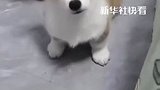 小柯基立耳就在一瞬间，太可爱了！
