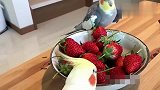 这鹦鹉有多乖啊，草莓放在那都不舍得吃！留给妈妈吃