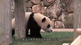 熊猫宝宝不肯擦毛，一脸的生无可恋-我太难了！
