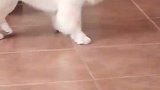 这个松狮是被惯坏了