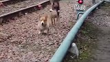 柯基担当俄罗斯缉毒犬，网友：太阔爱了！