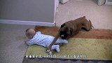 被拒绝进房间睡觉，纽芬兰大狗狗站在门口生气的跟主人理论！