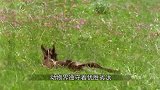 小猎豹被遗弃后，狗狗一直陪伴它，长大后成了狗狗的保镖！