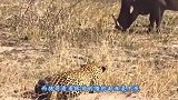 豹子趴在地上埋伏野猪，大家憋住别笑啊，镜头记录下了全过程
