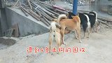 大黄狗又“误入”它狗领地，惨遭4条土狗围攻，却仍旧成功脱困