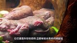 能变成“植物”的动物！氧含量低时自动切换植物模式，太神奇了