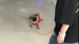 狗子：主人等等我，我不撒娇了！