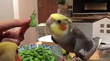 主人给鹦鹉吃毛豆，鹦鹉剥开它，剥开它，不然我不吃!