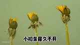 小学生背古诗 游园不值 叶绍翁 常路明作家朗诵