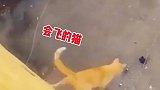 都说猫有九条命