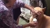 这是奶奶养大的猪，有种吃不饱就是奶奶的投食