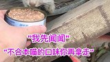 流浪猫：看着好可怜：喂点吃的给它