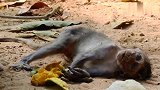 小猴杰登太可怜了，吃不进东西已经瘦得皮包骨，撑不了多久了