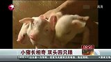 黑龙江现奇特小猪 两个头四只眼