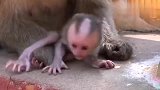 新生儿哭得让猴妈妈都心碎了