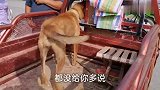主人接钱马犬秒怂，强拉硬拖的被主人装上狗肉车，双眼通红望主人