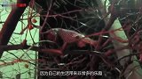 一只小猴子受到了委屈，没想到下一秒，直接趴在石头上撒泼生气