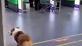 这是个宠物休息室