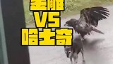 这狗成精了，打不过老鹰