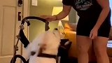 新领养的狗狗的轮子车到了，狗狗激动的活蹦乱跳