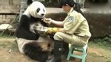 大熊猫年纪大了，吃饭都是饲养员一口一口的喂，好暖啊