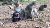 可怜的小猴子洛里总是受到阿什利的照顾