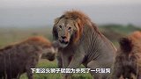 500头野牛找狮子报仇，直接闯进狮子窝，将群狮打的落花流水！
