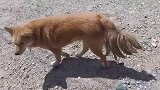 哮天犬和苏妲己好上了