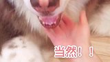 说实话我没见过这么自恋的狗！