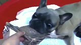斗牛犬爸：老婆为什么伙食这么好我也要坐月子！