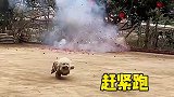 放鞭炮吓的小狗赶紧跑