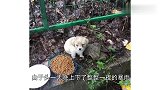 暴雨中遇到小土狗，照顾几个月之后，外人见到狗狗就夸！