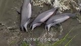 这种捕食方式可真独特，狠狠扎进雪地，是在练“铁头功”吗？